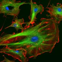 Fluorescent labelled cells 